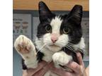 Adopt Domino a Domestic Short Hair