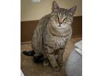 Adopt Lili (FCID# 03/25/2024 - 1 Trainer) a Tabby