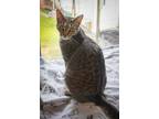 Adopt Nessi (FCID# 04/10/2024 - 6 Trainer) a Tabby