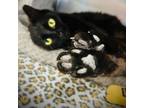 Adopt Raven a Domestic Short Hair