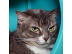 Adopt Missy a Domestic Short Hair