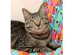 Adopt Mandy a Domestic Short Hair