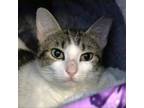 Adopt Lil' Brittany a Domestic Short Hair