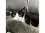 Adopt Bessy a Domestic Short Hair