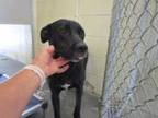 Adopt SARA a Labrador Retriever, Mixed Breed