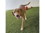 Adopt Snowflake a Labrador Retriever