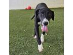 Adopt Bullseye a Black Labrador Retriever, Border Collie