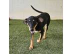 Adopt Sarah a Black and Tan Coonhound