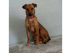 Adopt Pink Whitney a Mixed Breed
