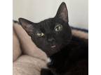 Adopt Lulu a Domestic Short Hair