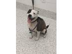 Adopt Page a Pit Bull Terrier, Mixed Breed