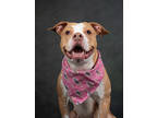 Adopt Zora a Pit Bull Terrier, Mixed Breed