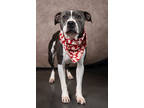 Adopt ANNA a Pit Bull Terrier, Mixed Breed