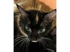 Adopt Linny-ADOPTED a Domestic Short Hair