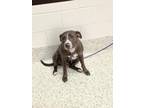 Adopt Heather a Pit Bull Terrier, Mixed Breed