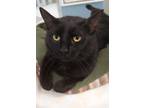 Adopt Midnight (adopted) a Domestic Short Hair