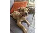 Adopt Sienna - IN FOSTER a Mixed Breed