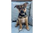 Adopt Hermione a Mixed Breed