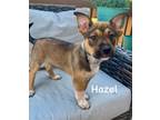 Adopt Hazel a Mixed Breed