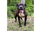 Adopt Sandra a Pit Bull Terrier