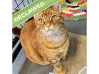 Adopt Reagan a Domestic Short Hair