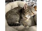 Adopt Boots a Domestic Short Hair