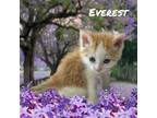 Adopt Everest a Domestic Medium Hair