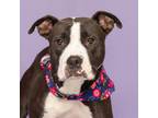 Adopt Meadow a American Staffordshire Terrier, Mixed Breed