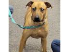 Adopt Diane a Labrador Retriever, Redbone Coonhound