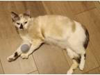 Adopt Leslie a Siamese