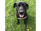 Adopt Layla a Labrador Retriever