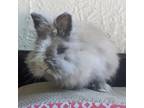 Adopt Florence Nightingale a Angora Rabbit