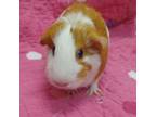 Adopt Marvel a Guinea Pig