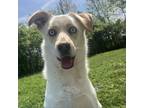 Adopt Kiara a Labrador Retriever, Siberian Husky