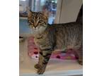 Adopt Kida a Domestic Short Hair