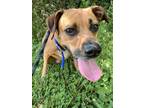 Adopt Poppy a Mixed Breed