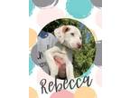 Adopt Rebecca a Cattle Dog