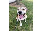 Adopt SUGARBUTT a Australian Cattle Dog / Blue Heeler, Mixed Breed