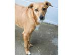 Adopt Cinnamon a Manchester Terrier, Mixed Breed