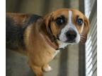 Adopt Harley Quinn a Beagle, Mixed Breed