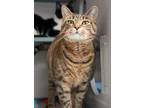 Adopt Lilly (BONDED WITH BUBBA) a Domestic Short Hair