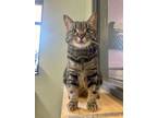 Adopt Piper a Domestic Short Hair