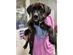 Adopt Jazzlyn a Labrador Retriever