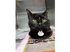 Adopt Mint Chocolate/Isis a Domestic Short Hair