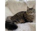 Adopt Incredible Gertie a Domestic Medium Hair