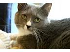 Adopt Frieda a Domestic Short Hair