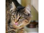 Adopt Malone a Domestic Medium Hair