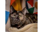 Adopt Snuggies a Domestic Short Hair