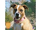 Adopt Bella Dior a Pit Bull Terrier, Mixed Breed