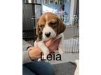 Adopt Pattypup3 (Leia) a Beagle